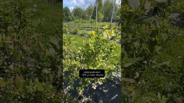 Наши фермерские кошки и голубика сорт Дюк.