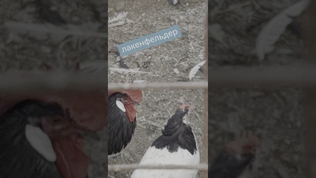 2025-06-04-195331275.mp4
Лакенфельдер
