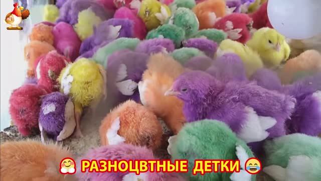 Цыплята и утята милые пушистики растут на радость хозяину (23)