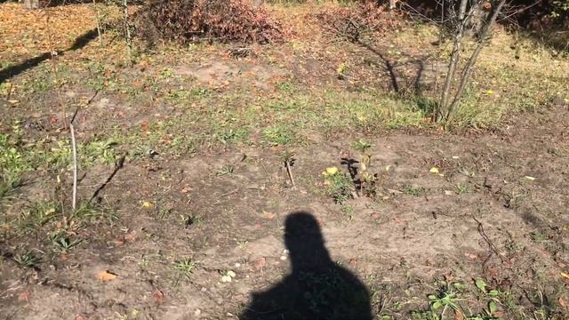 МАРУШКИ НА UДАЧУ. 2 СЕЗОН. 23 випуск. Висадка тюльпанів, п