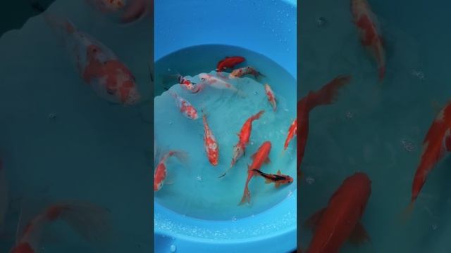 Selected a fish for spawning - Відібрав рибку на нерест