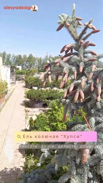 Хупси. Хвойники на все случаи благоустройства #хвойны?