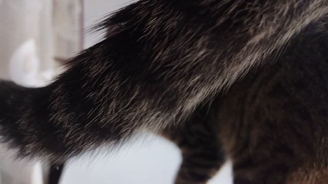 Котик