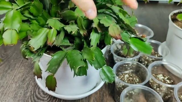 СДЕЛАЙ ЭТО С ДЕКАБРИСТОВ в ИЮНЕ и УДИВИ СВОИМИ ЦВЕТАМИ! 🌸✨