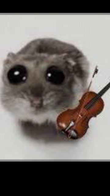 Hamster