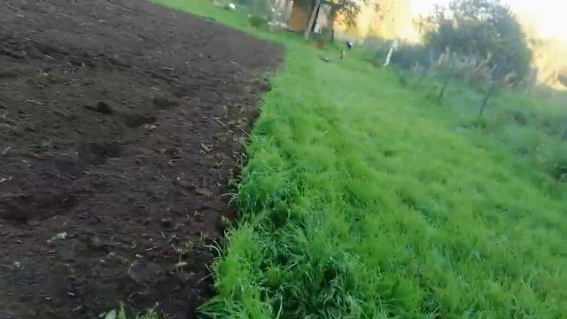 Закультивировал и посадил сидераты.