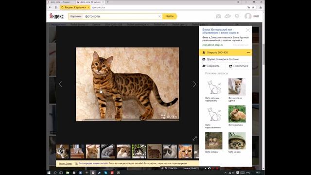 Обзор на кота