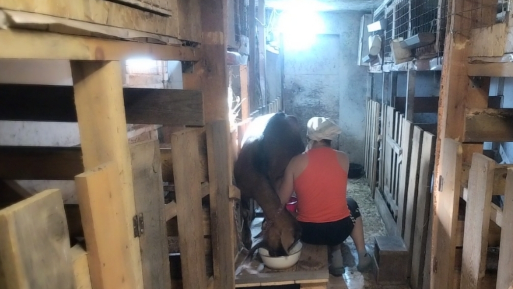 Приучаю коз к подиуму 🤷