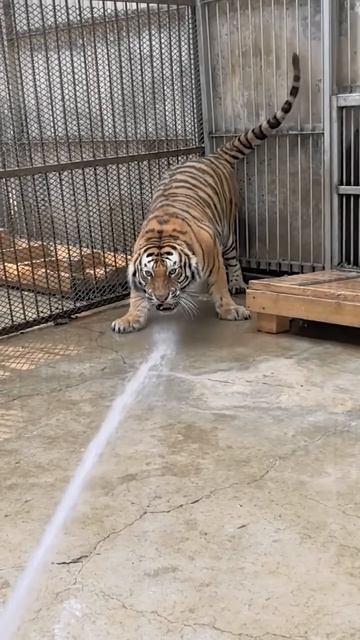 i loves tiger
