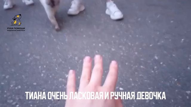 Тиагу оставили на улице еще прошлой осенью. Поддержать⬇️
