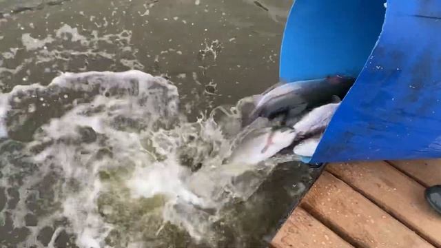 Зарыбляем водоем форелью - 185кг! Рыбалка в Симбухово!
