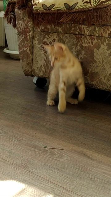 Котенок зарядился от аккумулятора. #шорты