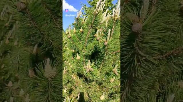 Горная сосна. Откуда я беру семена для раздачи саженцев