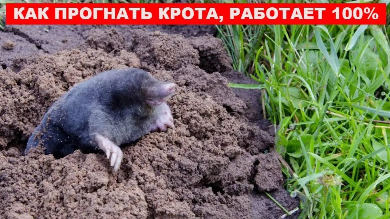 Лучший природный способ, как прогнать кротов с участка