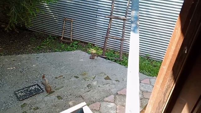 вольные зверята