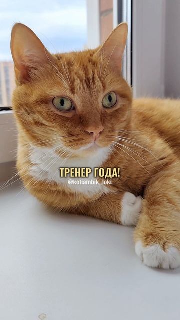 Разговор с Алисой: Почему моя миска пустая?😸