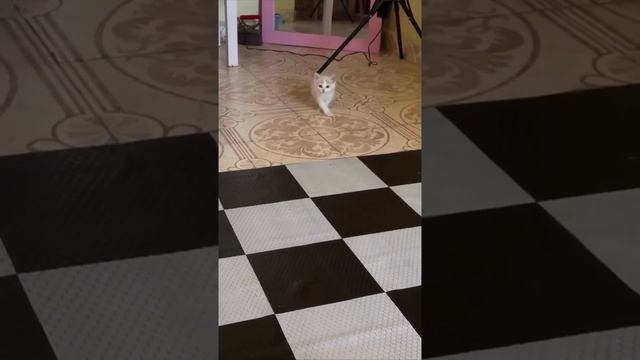 Подборка кисок