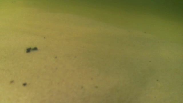 КАК Я ХОДИЛ НА РЕЧКУ + рыбки