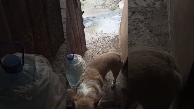 Я домой принесла дождик... 4 июня 2025 г.