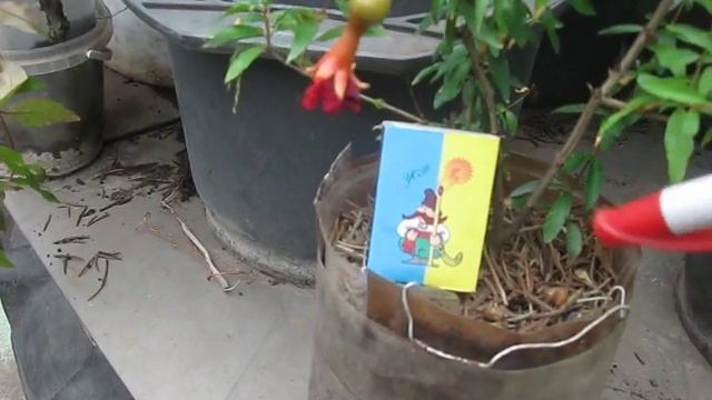 ГРАНАТ НАНА ПРИ ЦВІТІННІ ДАЄ ЖІНОЧІ І ЧОЛОВІЧІ КВІТИ