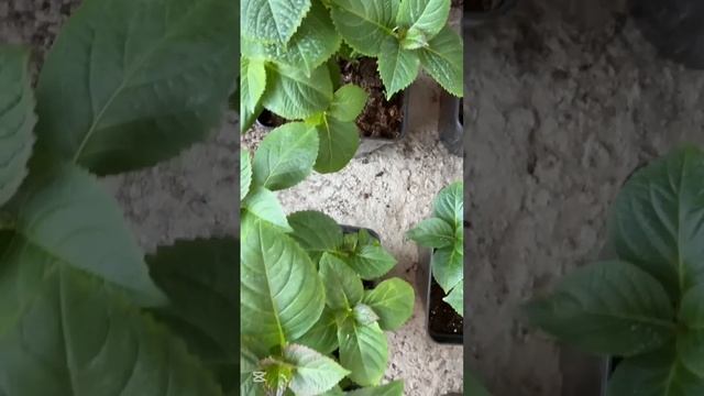 Мини бизнес на растениях без теплицы #гортензиявгоршк