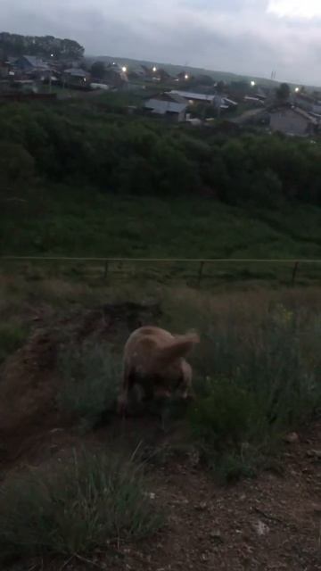 Тот самый вечер, ты, природа, и лучший друг человека. 🌾