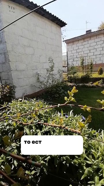 Чем обрабатывать виноград? Как вырастить виноград. Боремся с клещами