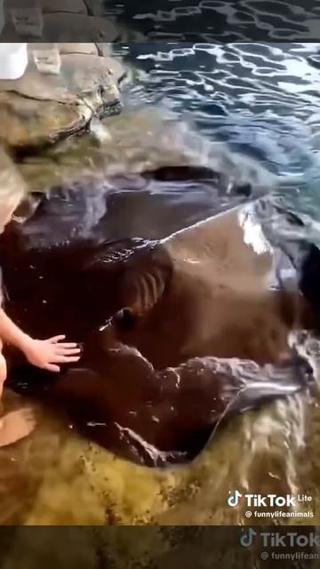 Морские нежности