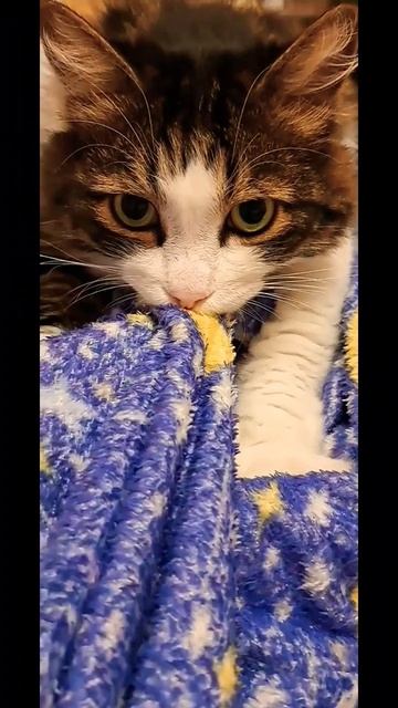 ЗАЧЕМ КОТЫ ЭТО ДЕЛАЮТ?🤔😁 
#смешныекоты#funnycats#shorts#забавныеживотные