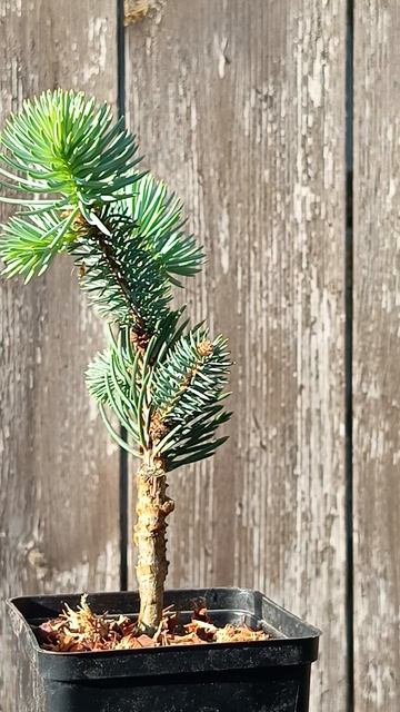 Picea pungens Glauca Pendula Ель колючая Глаука Пендула