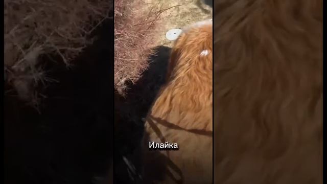 ❗️Провокация❗️

В любом возрасте у собаки можно убрать желание подбирать с земли.