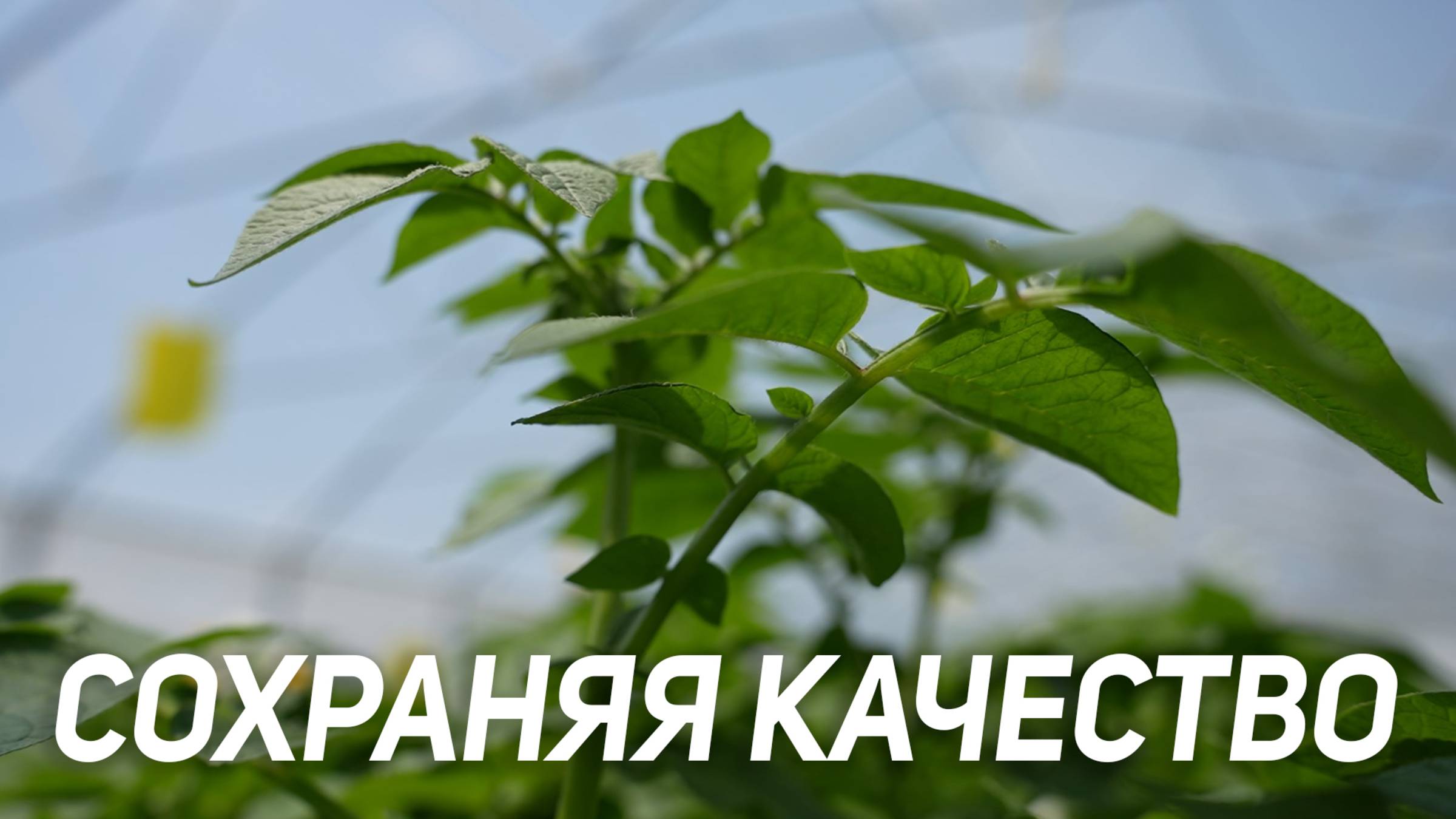 Сохраняя качество