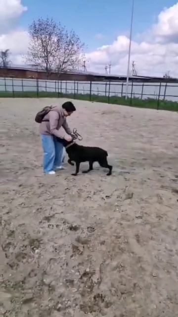 Пёс из приюта обрёл новую семью.