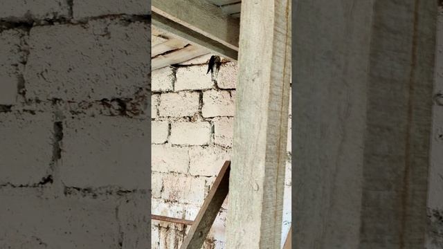 ЛАСТОЧКИ - БОЖЬИ ПТИЦЫ 🕊️✨
