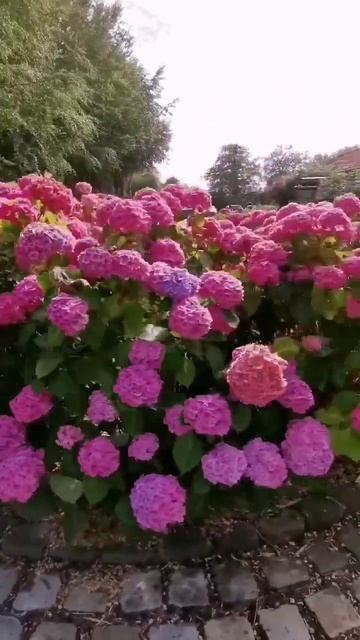 #hydrangea#macrophylla#hortensia#гортензия#garden#гортензія #shorts#アジサイ