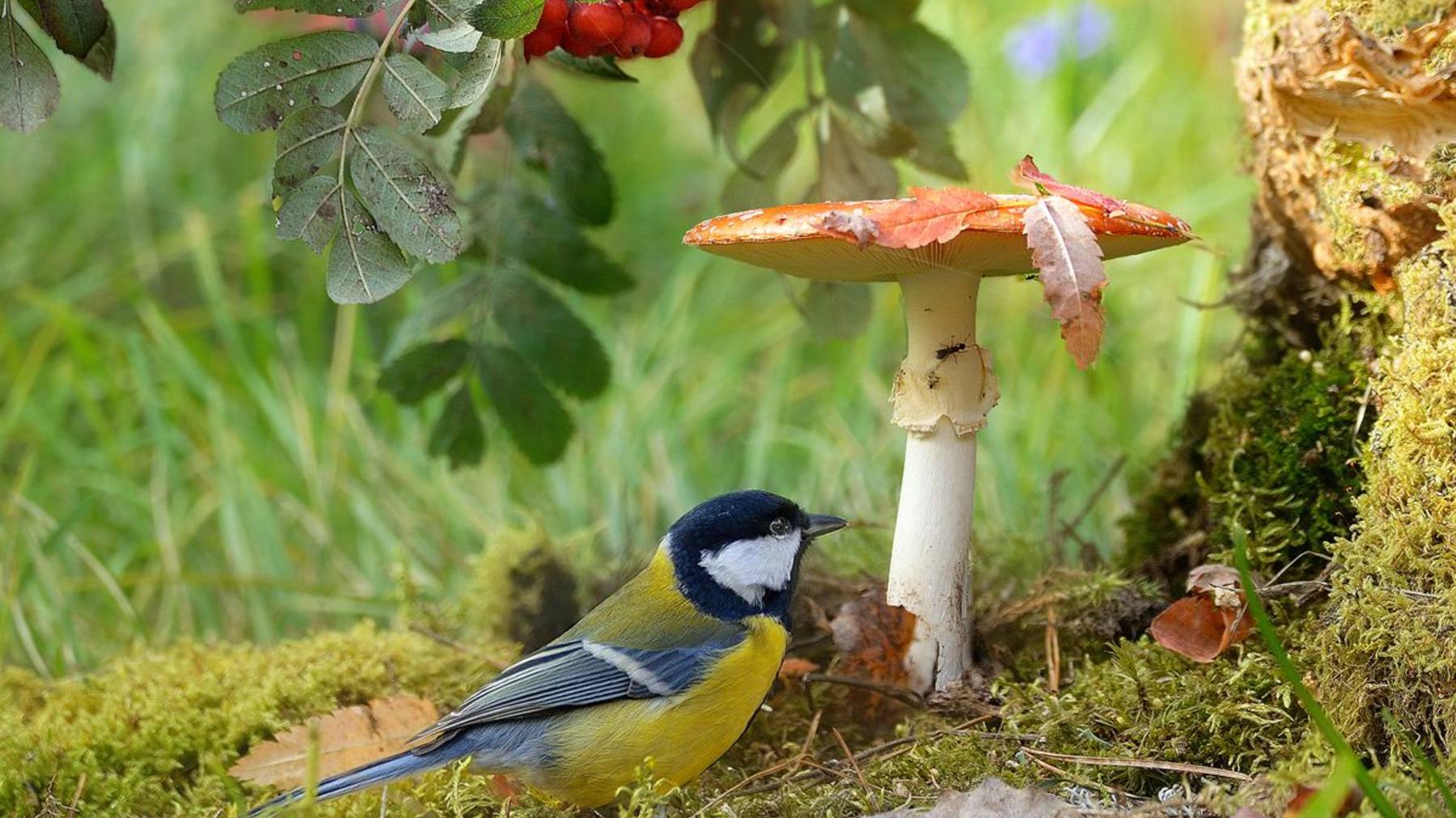🍃🐦ПЕНИЕ ЛЕСНЫХ ПТИЦ.🐦🍃