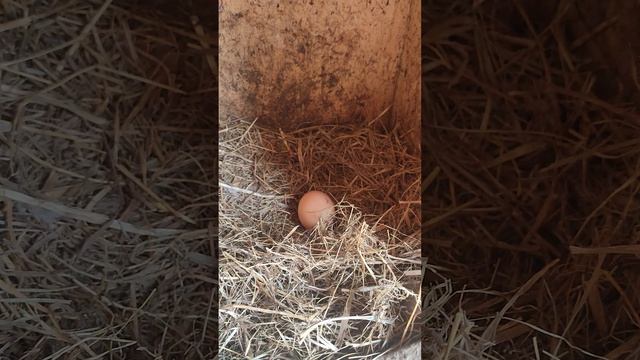 Пока куры 🐔 ужинают, я собираю яйца 🥚 и прогоняю квочек