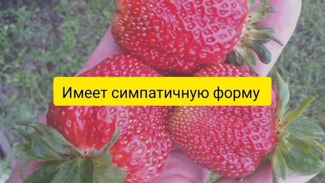 Топ 3 самых крупных сорта клубники и их особенности