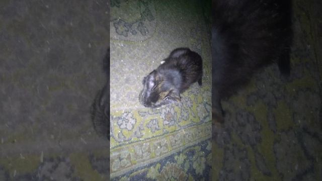 Айседора (2месяца.) поймала первую мышь