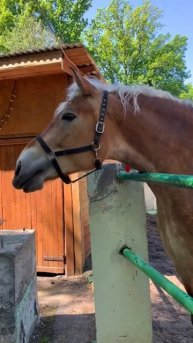 КОРМИМ КРАСИВУЮ ЛОШАДЬ ИЗ РУК. 🐴
КОННЫЙ КЛУБ «АЛЛЮР» Бор, Нижегородская область. Май 2025