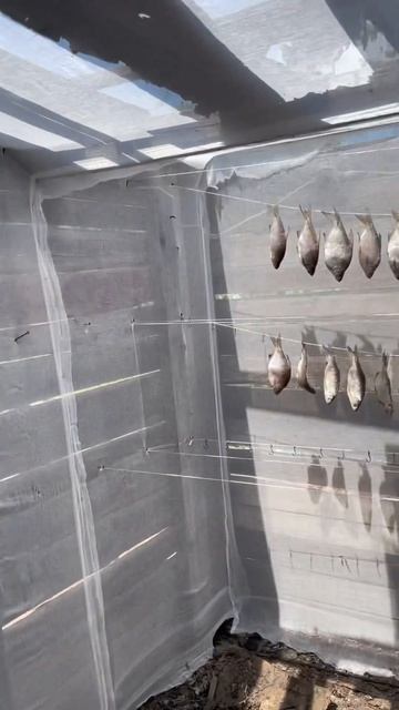 Опыт прошлого года✅ вяленая рыбка летом🍺   #fishing #2024 #л