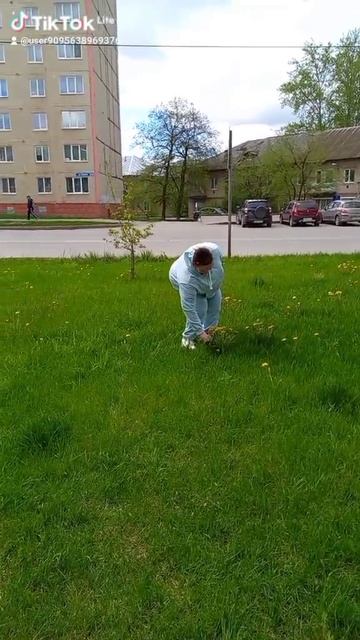 Одуванчики