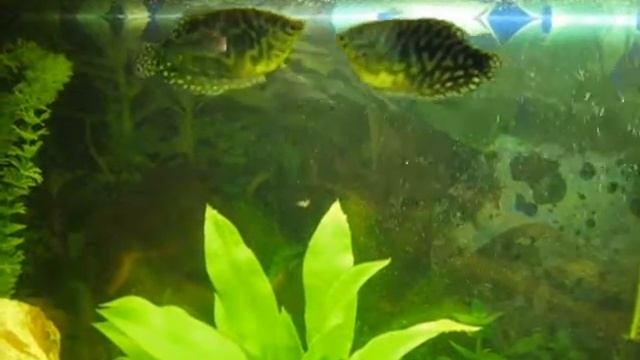 Аквариумная семья