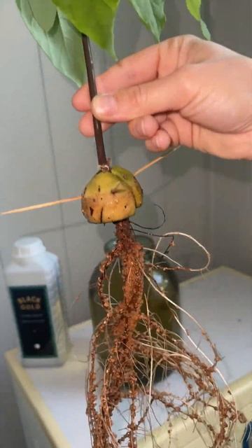 Авокадо на гидропонике,удобрение Black Gold/Hydroponic avocado,fertili