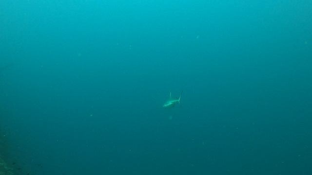 Серая рифовая акула и манта. Мальдивы 2023 / Grey Reef Shark and Manta Ray. Maldives 2023