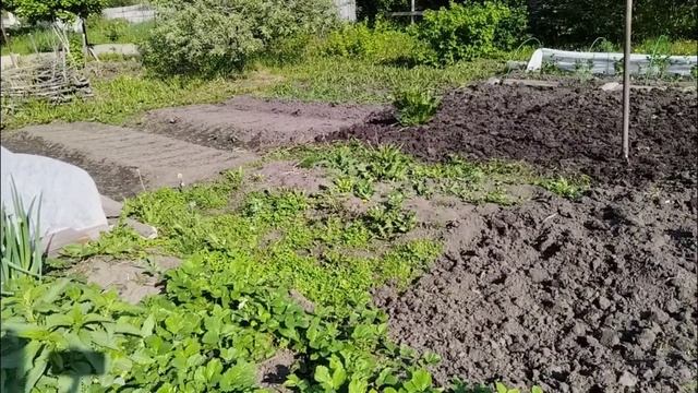 04.06.2025. Жара... Мураши на пионах. Капуста прижилась. Делянка готова!