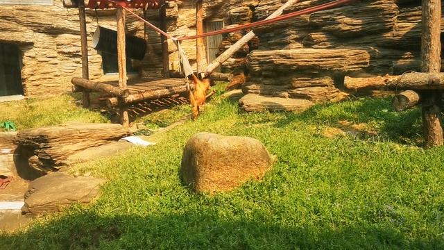 VID_20250605_135930.mp4