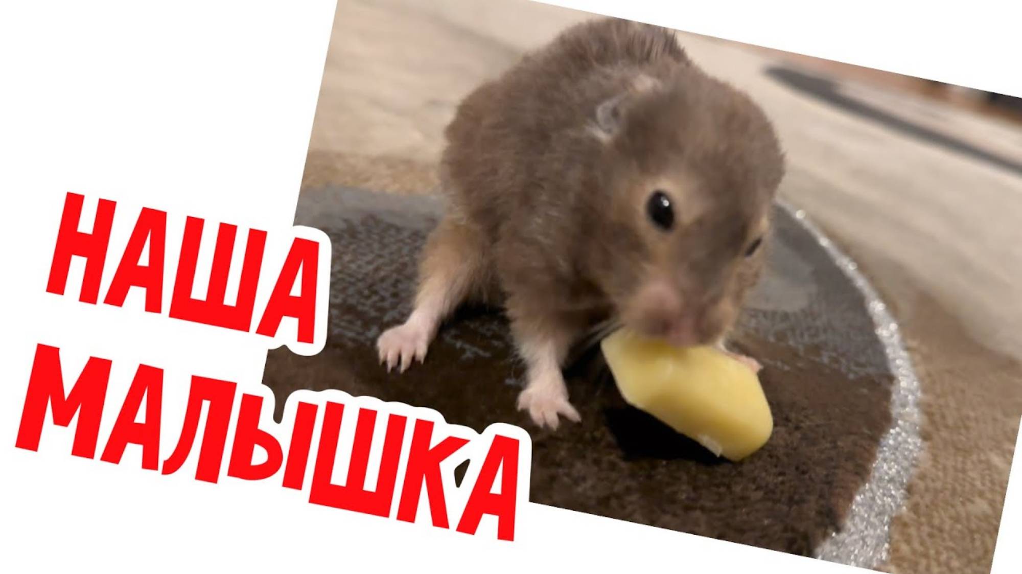 Наталья Фальконе. Крыска.