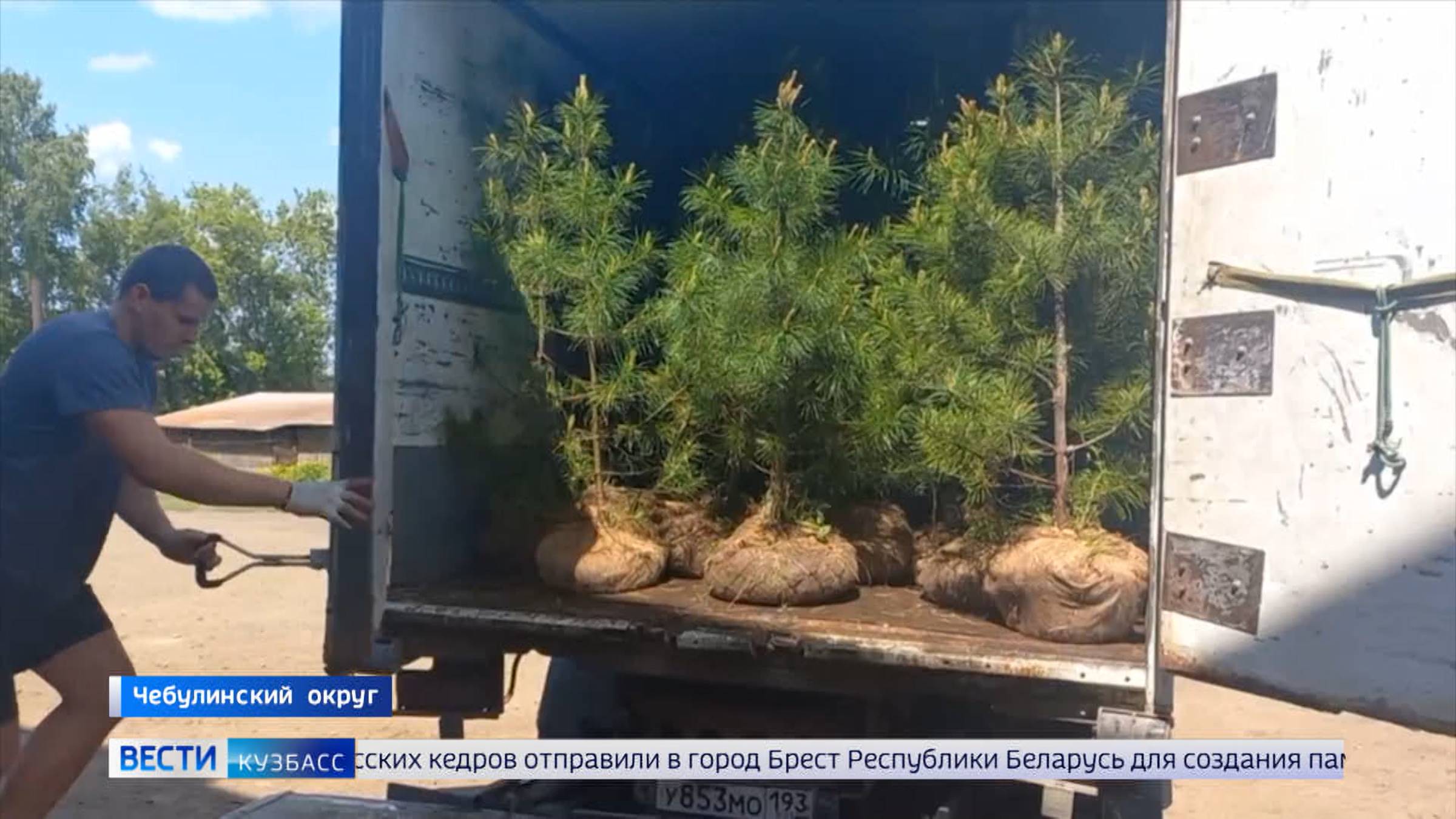 Кедры из Кузбасса отправили в Республику Беларусь