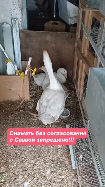 Запрещено! Снимать без согласования нельзя! #подворье #яйца #гусь #гусьобнимусь